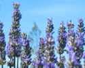 Australian Lavender Fragrant Oil 10ml